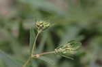 Spotted spurge